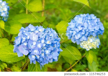 Hydrangea Kirishima's Blessing 115746253