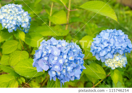 霧島紫陽花惠 霧島紫陽花惠 115746254
