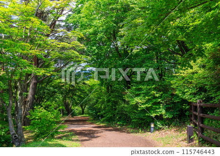 The vibrant greenery of Kaminoyama Park at the top of the Ikaho Ropeway 115746443