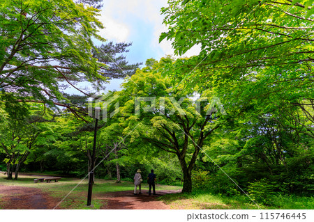 The vibrant greenery of Kaminoyama Park at the top of the Ikaho Ropeway The vibrant greenery of Kaminoyama Park at the top of the Ikaho Ropeway 115746445