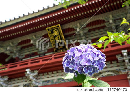 Hydrangeas blooming in the temple grounds Hydrangeas blooming in the temple grounds 115746470
