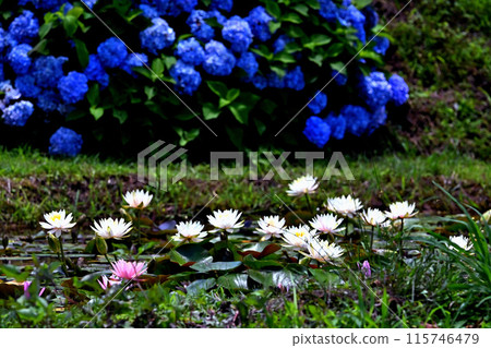 盛開在睡蓮田裡的繡球花 115746479