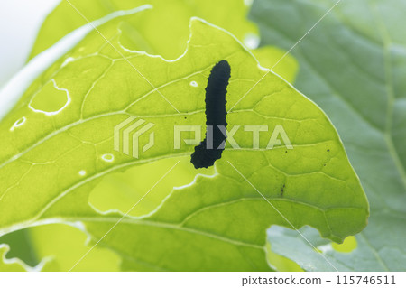 Turnip sawfly larvae eating komatsuna leaves 115746511