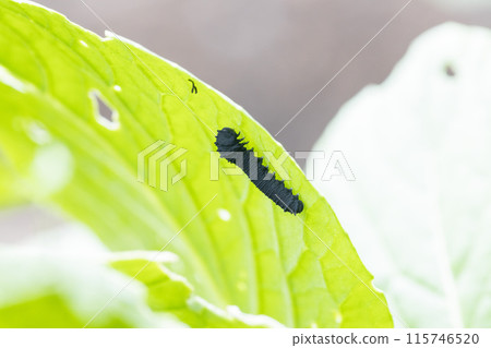 Turnip sawfly larvae eating komatsuna leaves 115746520