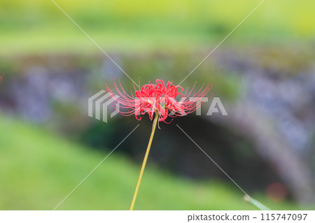 Stone bridge and red spider lilies at Ryogo rice terraces (Innai-cho, Usa City, Oita Prefecture) 115747097
