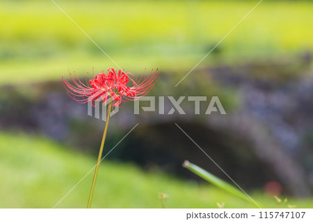 兩國梯田的石橋和紅蜘蛛百合（大分縣宇佐市印內町） 115747107