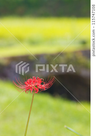 兩國梯田的石橋和紅蜘蛛百合（大分縣宇佐市印內町） 115747108