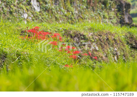 Red spider lilies at Ryogo rice terraces (Innai-cho, Usa City, Oita Prefecture) Red spider lilies at Ryogo rice terraces (Innai-cho, Usa City, Oita Prefecture) 115747189