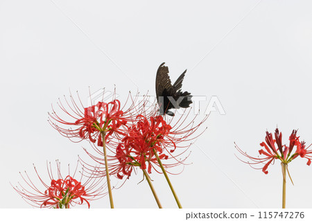 Red spider lilies and butterflies (Innai-cho, Usa City, Oita Prefecture) 115747276
