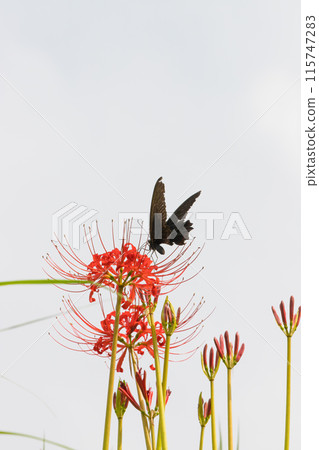 Red spider lilies and butterflies (Innai-cho, Usa City, Oita Prefecture) Red spider lilies and butterflies (Innai-cho, Usa City, Oita Prefecture) 115747283