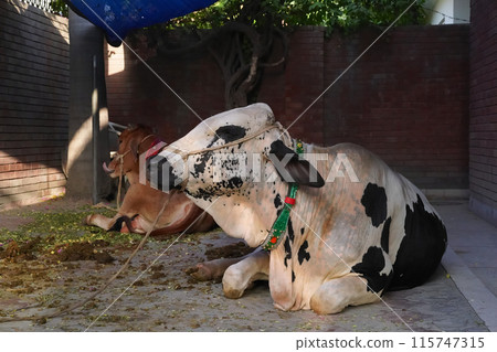 A young bull calf white with black spots lying in the shade in the courtyard of a house. Pakistani breed of agricultural one year old sacrificial animal. Islamic traditions of celebrating Eid al-Adha. 115747315