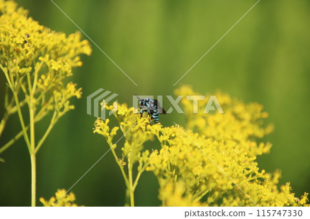 Ominaeshi and Rurimon bee Ominaeshi and Rurimon bee 115747330