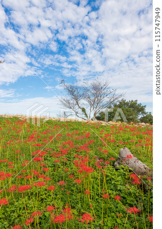 八卷山展望台的紅蜘蛛百合（長崎縣大村市） 115747949