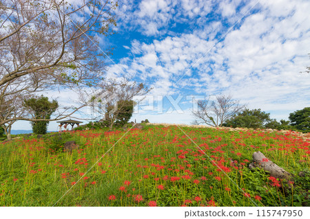 八卷山展望台的紅蜘蛛百合（長崎縣大村市） 115747950