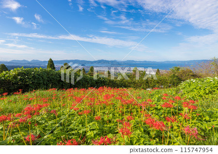八卷山展望台的紅蜘蛛百合(長崎縣大村市) 八卷山展望台的紅蜘蛛百合(長崎縣大村市) 115747954