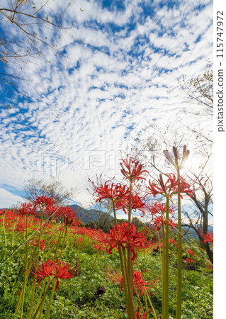 Hachimakiyama Observatory (Omura City, Nagasaki Prefecture) 115747972