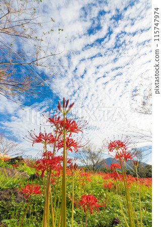 Hachimakiyama Observatory (Omura City, Nagasaki Prefecture) 115747974