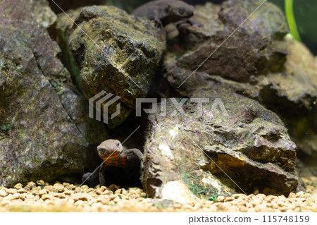 躲在岩石縫隙中的紅腹蠑螈 115748159