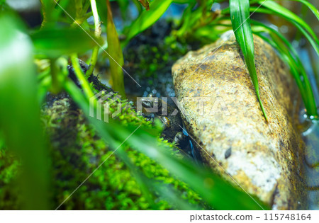 躲在岩石縫隙中的卡吉卡蛙 115748164