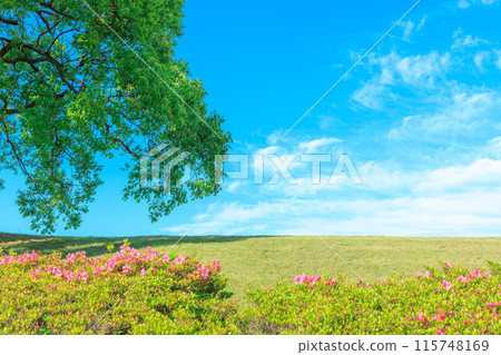 Blue sky, trees and shrubbery on a bank 115748169