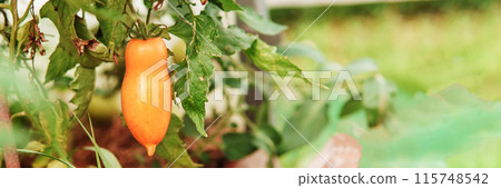 Tomatoes are hanging on a branch in the greenhouse. Tomatoes are hanging on a branch in the greenhouse. 115748542