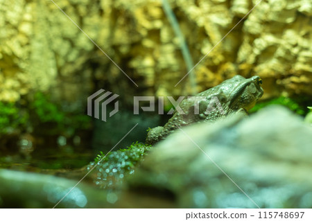 Azuma toad 115748697