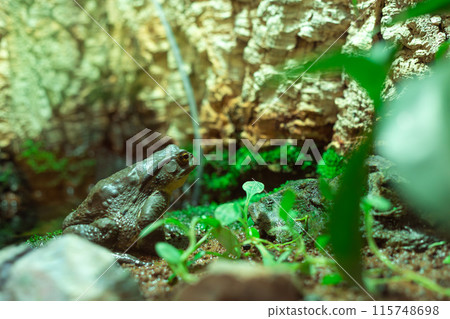 Azuma toad 115748698