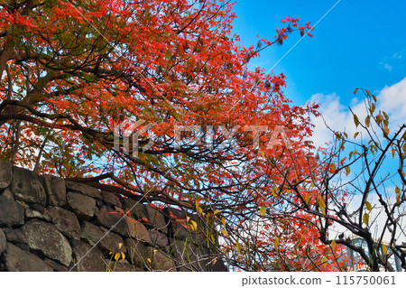 Beautiful autumn leaves and stone walls in the East Gardens of the Imperial Palace (Chiyoda-ku, Tokyo) 115750061