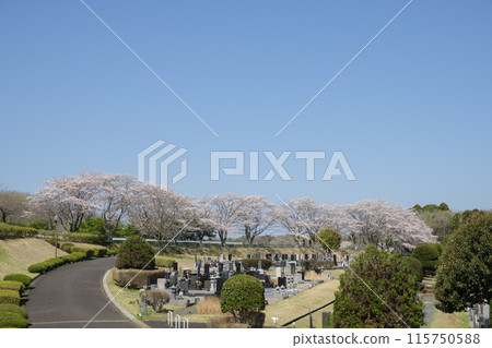 墓地墓地 115750588