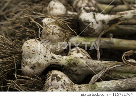 剛收穫的大蒜田 剛收穫的大蒜田 115751704