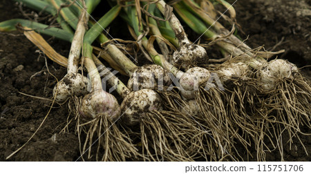 Freshly harvested garlic field Freshly harvested garlic field 115751706