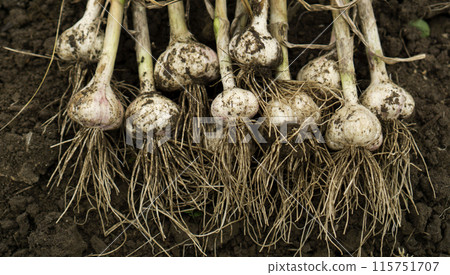 Freshly harvested garlic field Freshly harvested garlic field 115751707