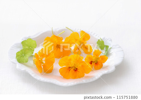 Nasturtium edible flower Nasturtium edible flower 115751880