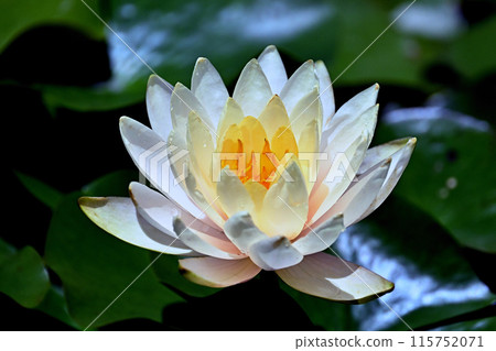 白睡蓮 白睡蓮 115752071