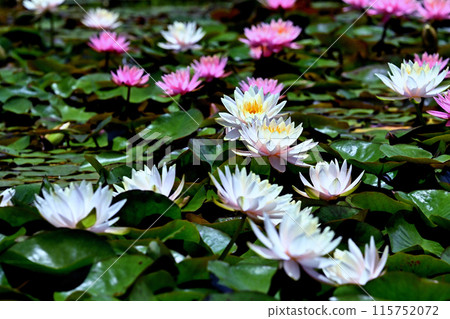 開花在稻田的蓮花 115752072