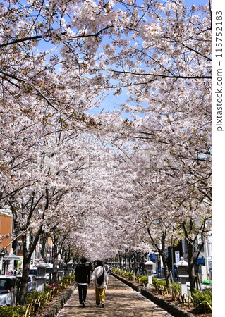 Kamakura Dankuzu: A tunnel of cherry blossoms in full bloom 115752183