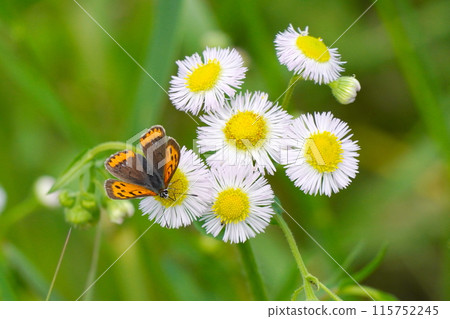 紅耳虹鱒棲息在Halgion的花朵上 紅耳虹鱒棲息在Halgion的花朵上 115752245