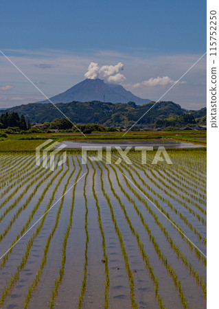 鹿兒島縣櫻島和稻米種植風景、活火山和稻田 鹿兒島縣櫻島和稻米種植風景、活火山和稻田 115752250