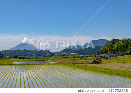 鹿兒島縣櫻島和稻米種植風景、活火山和稻田 鹿兒島縣櫻島和稻米種植風景、活火山和稻田 115752258
