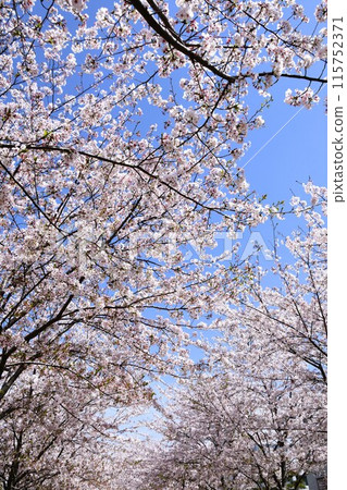 櫻花盛開的鎌倉斷勝隧道 櫻花盛開的鎌倉斷勝隧道 115752371