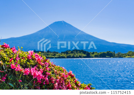[Shizuoka Prefecture] Lake Tanuki and the lakeside promenade with Satsuki azaleas and Mt. Fuji 115752415