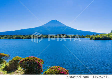 [Shizuoka Prefecture] Lake Tanuki and the lakeside promenade with Satsuki azaleas and Mt. Fuji 115752419