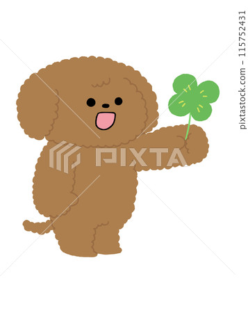 狗/玩具貴賓犬/四葉草 115752431