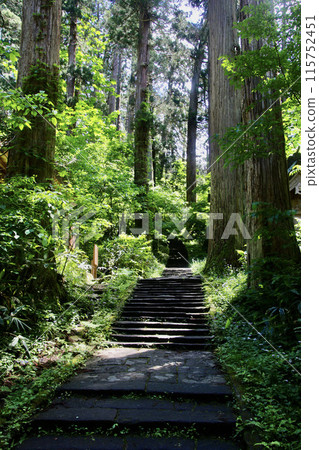 杉樹、神社參道、羽山山（山形縣鶴岡市） 115752451