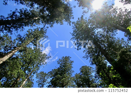 Cedar trees, approach to the shrine, and Mount Haguro (Tsuruoka City, Yamagata Prefecture) Cedar trees, approach to the shrine, and Mount Haguro (Tsuruoka City, Yamagata Prefecture) 115752452