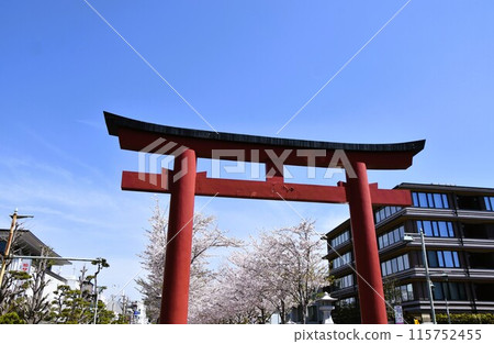 鎌倉彈勝鶴岡八幡神社鳥居與櫻花隧道 鎌倉彈勝鶴岡八幡神社鳥居與櫻花隧道 115752455