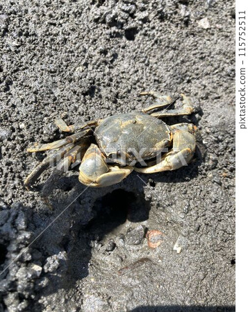"Foot crab" in the Edogawa Floodway 115752511
