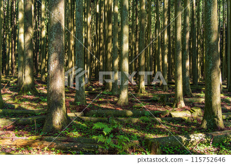 [Shizuoka Prefecture] Lake Tanuki and the cedars along the lakeside promenade 115752646