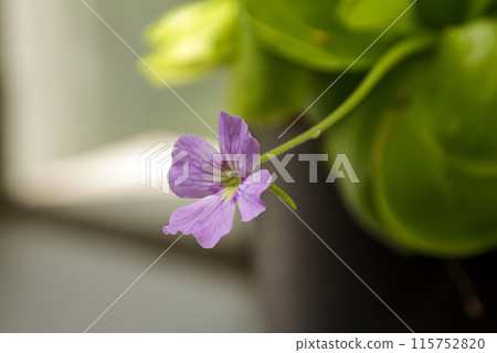 A flower of the insectivorous plant, the insect-eating violet 115752820