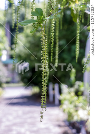 藍天映襯下的 Itea iriquifolia [Zinaceae] 115752824